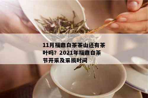 11月福鼎白茶茶山还有茶叶吗？2021年福鼎白茶节开采及采摘时间