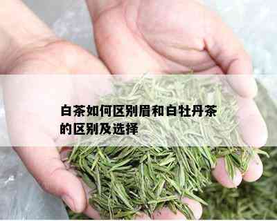 白茶如何区别眉和白牡丹茶的区别及选择