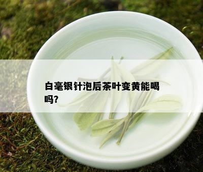 白毫银针泡后茶叶变黄能喝吗？