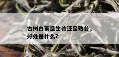 古树白茶是生普还是熟普，好处是什么？