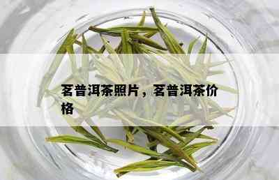 茗普洱茶照片，茗普洱茶价格