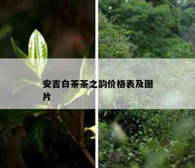 安吉白茶茶之韵价格表及图片