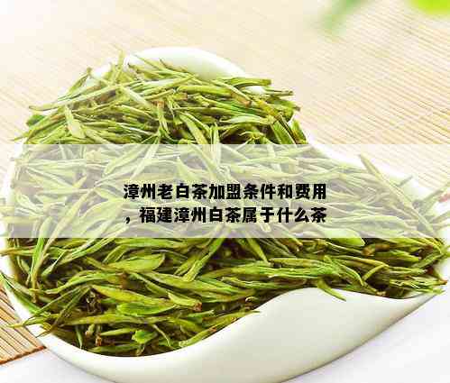 漳州老白茶加盟条件和费用，福建漳州白茶属于什么茶