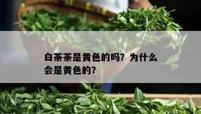 白茶茶是黄色的吗？为什么会是黄色的？