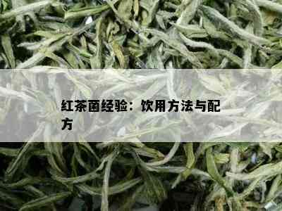 红茶菌经验：饮用方法与配方