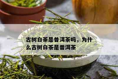 古树白茶是普洱茶吗，为什么古树白茶是普洱茶