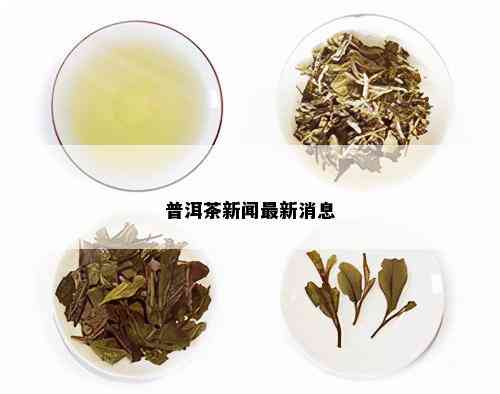 普洱茶新闻最新消息