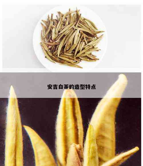 安吉白茶的造型特点