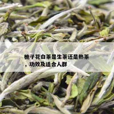 桅子花白茶是生茶还是熟茶，功效及适合人群