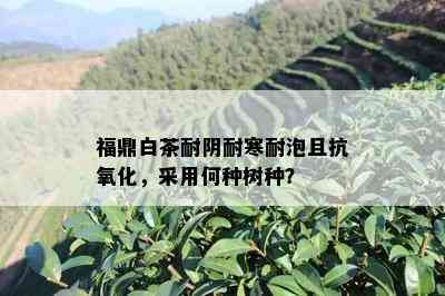 福鼎白茶耐阴耐寒耐泡且抗氧化，采用何种树种？