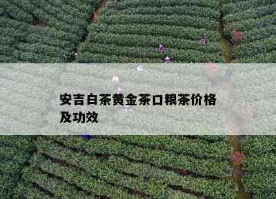 安吉白茶黄金茶口粮茶价格及功效