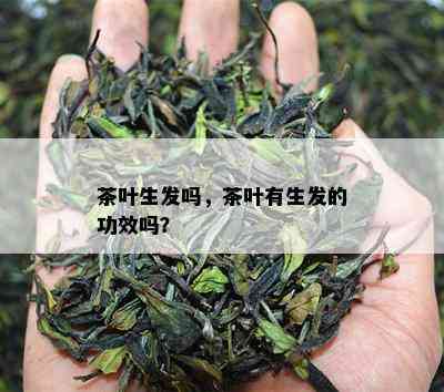 茶叶生发吗，茶叶有生发的功效吗？