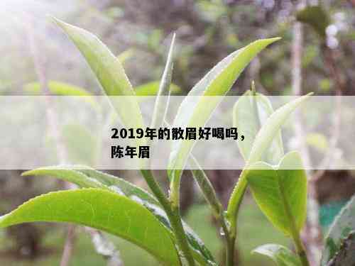 2019年的散眉好喝吗，陈年眉