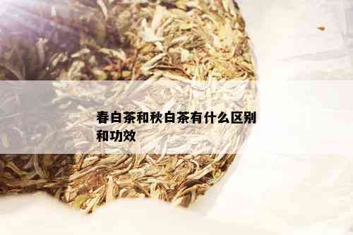 春白茶和秋白茶有什么区别和功效