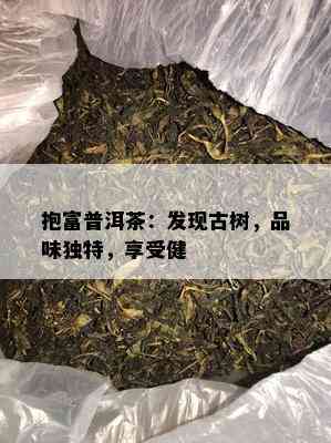 抱富普洱茶：发现古树，品味独特，享受健