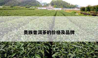 贵族普洱茶的价格及品牌