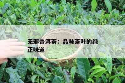 无邪普洱茶：品味茶叶的纯正味道