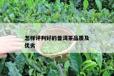 怎样评判好的普洱茶品质及优劣