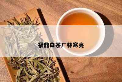 福鼎白茶厂林寒亮