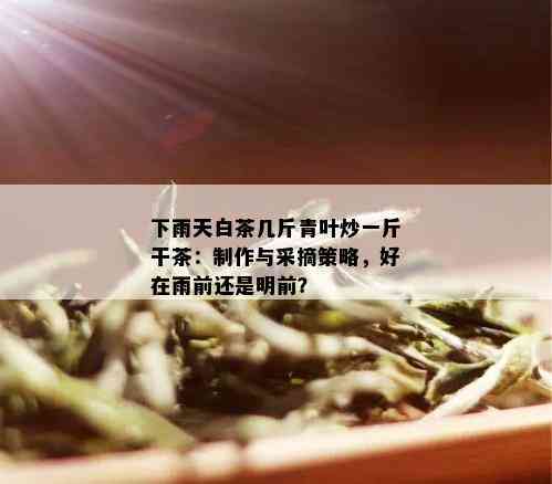 下雨天白茶几斤青叶炒一斤干茶：制作与采摘策略，好在雨前还是明前？