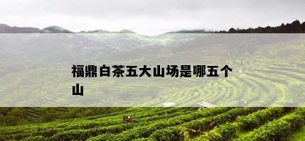 福鼎白茶五大山场是哪五个山