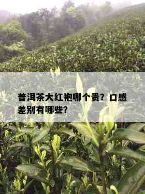 普洱茶大红袍哪个贵？口感差别有哪些？