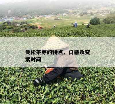 曼松茶芽的特点、口感及变紫时间