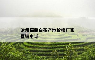 沧州福鼎白茶产地价格厂家直销电话