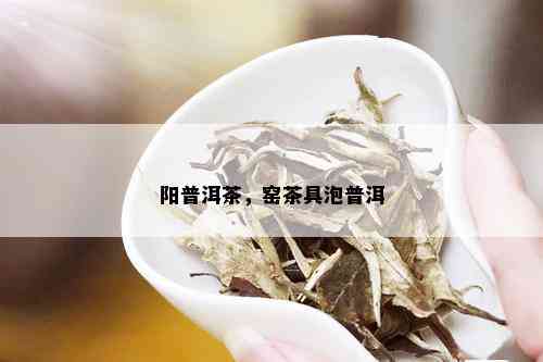 阳普洱茶，窑茶具泡普洱