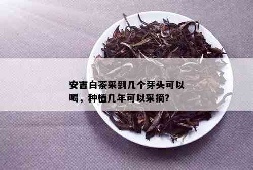 安吉白茶采到几个芽头可以喝，种植几年可以采摘？