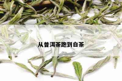 从普洱茶跑到白茶