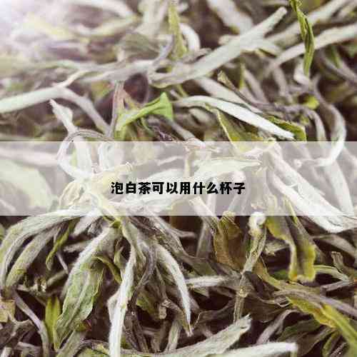 泡白茶可以用什么杯子