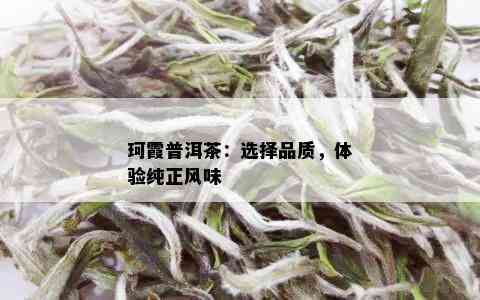 珂霞普洱茶：选择品质，体验纯正风味