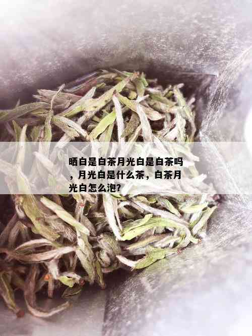 晒白是白茶月光白是白茶吗，月光白是什么茶，白茶月光白怎么泡？