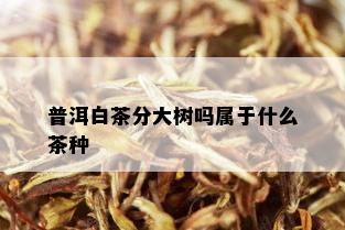 普洱白茶分大树吗属于什么茶种