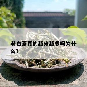 老白茶真的越来越多吗为什么？