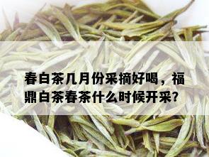 春白茶几月份采摘好喝，福鼎白茶春茶什么时候开采？