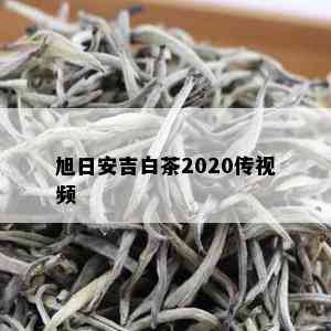 旭日安吉白茶2020传视频