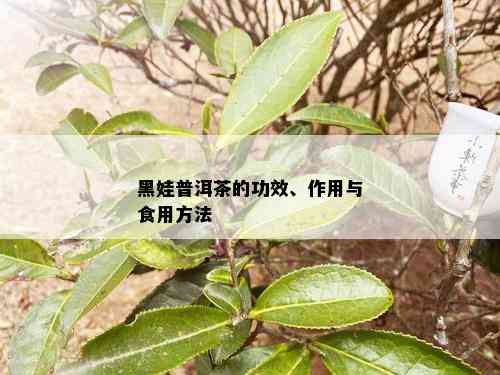 黑娃普洱茶的功效、作用与食用方法