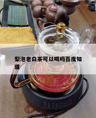 梨泡老白茶可以喝吗百度知道