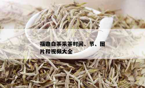 福鼎白茶采茶时间、节、图片和视频大全