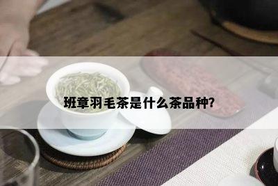 班章羽毛茶是什么茶品种？