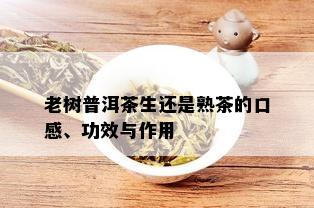 老树普洱茶生还是熟茶的口感、功效与作用