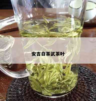 安吉白茶武茶叶