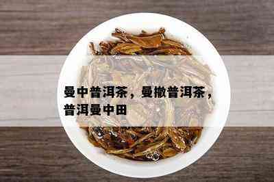 曼中普洱茶，曼撤普洱茶，普洱曼中田