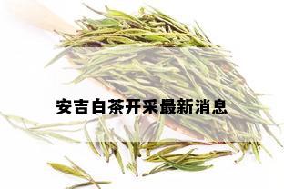 安吉白茶开采最新消息