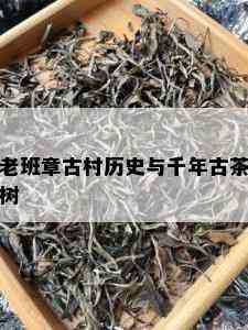 老班章古村历史与千年古茶树