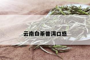 云南白茶普洱口感