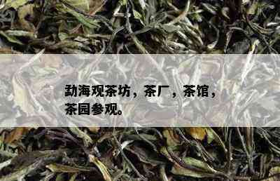 勐海观茶坊，茶厂，茶馆，茶园参观。