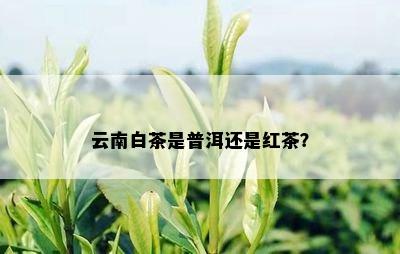 云南白茶是普洱还是红茶？